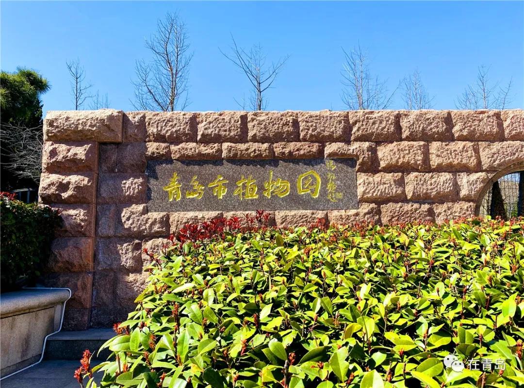 实拍青岛植物园!这季节简直美翻到极点!