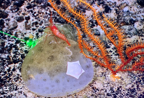 獲取深海巨型生物標本超255種科學號圓滿完成西太平洋海山綜合科考