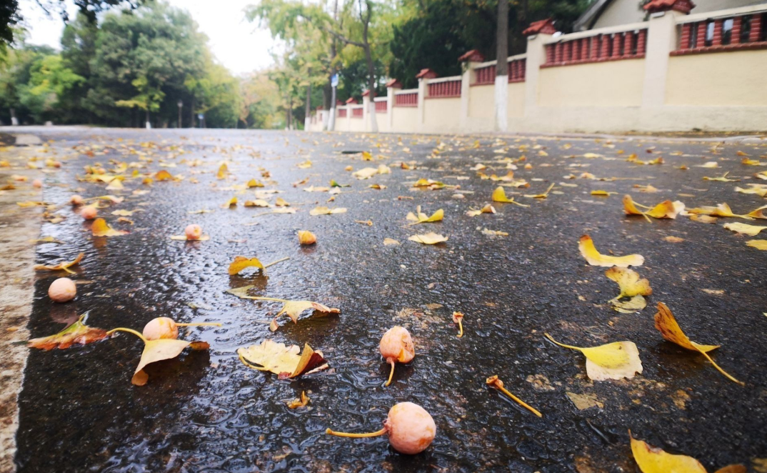 有毒风雨过后银杏果掉落一地不能随便吃中毒严重会致命