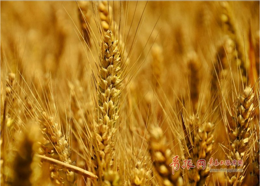 端午时节青岛麦收忙 金黄色的麦浪一望无际