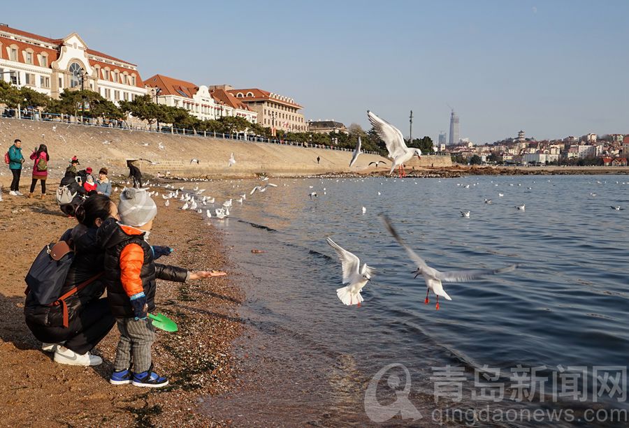 湖面的薄冰 海水浴场的冬泳 青岛冬韵细细品味