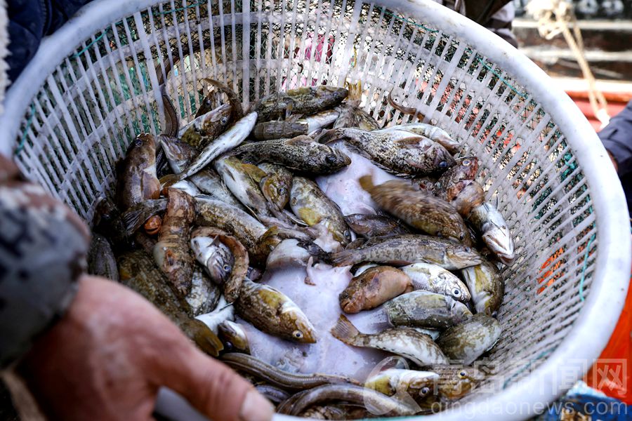 船满渔港海鲜满舱南姜码头好一派丰收景象